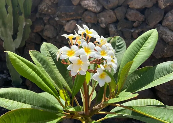 Villa Casa Fuertes La Oliva